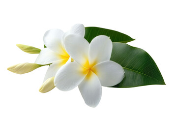 Fototapeta premium white Frangipani flower isolated on white background PNG