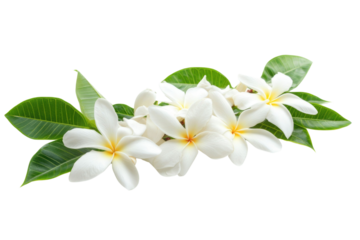 white Frangipani flower isolated on white background PNG