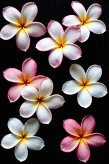 White and pink frangipani flowers, local flora of Asia, arranged in a flat lay postcard style on a black background in the spring season,  flora,  spring