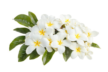 Obraz premium white Frangipani flower isolated on white background PNG