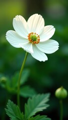 Obraz premium White petals of Japanese anemone blossoming in a garden in Moscow, anemone, blossom