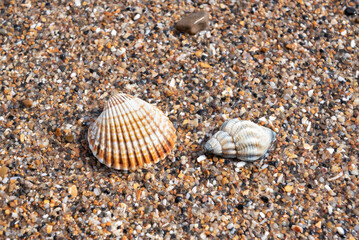 Cockle and whelk shells on shingle beach