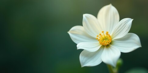White flower with delicate petals and a fresh green stem,  single, botanical