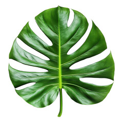 Monstera leaf png with transparent background nature isolated leaf foliage