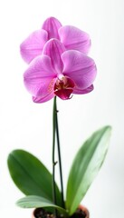 Obraz premium Isolated orchid on white background with soft light, exotic plant, tropical