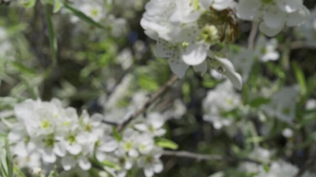 Spring blossom with camera move.
Camera moves to close-up of cherry blossom in Canon Hill Park, Birmingham.