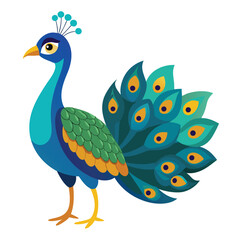 Peacock isolated on white background