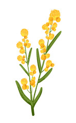 Wild yellow mimosa flower in flat style with trendy noise texture. 8 march gift