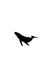 baleine dessin silhouette ombre