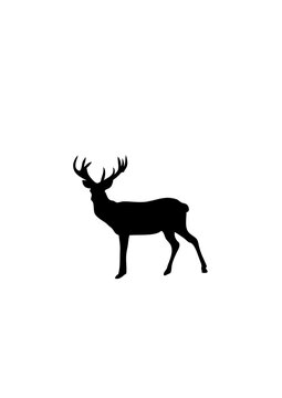 cerf dessin silhouette ombre