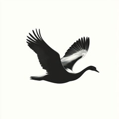 Obraz premium Black swan soaring, white background, nature, elegant design