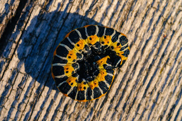 TIROL, AUSTRIA – AUGUST 14, 2016: Caterpillar curled on rough wood