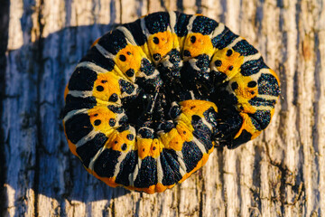 TIROL, AUSTRIA – AUGUST 14, 2016: Curled caterpillar on wood