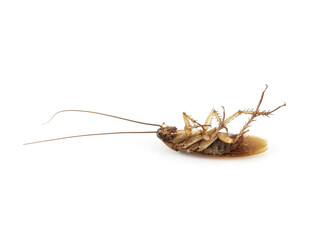 single cockroach isolated on white background, roach remains of long dead until dusty body