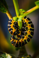 TIROL, AUSTRIA – AUGUST 14, 2016: Caterpillar in defensive curl