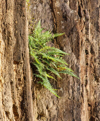 A small green plant is growing on a rock
