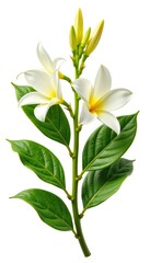 Ylang-Ylang flowers and leaves isolated on white background, cut out element,  herbal,  cosmetic