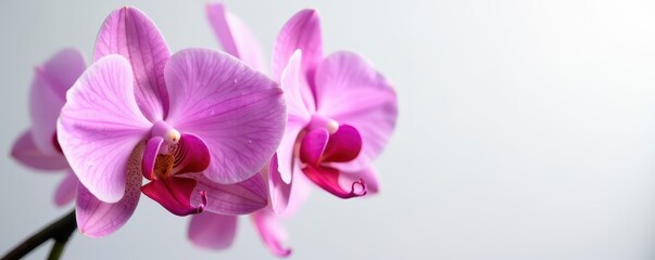 Fototapeta premium Delicate pink orchid blossoms, water droplets glistening on petals, soft white backdrop , plant, texture