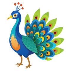 Peacock isolated on white background