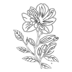 Elegant floral outline illustration featuring a blossoming flower and leaves