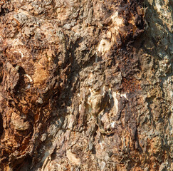 The bark of a tree is rough and has a lot of texture