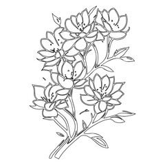 Detailed Floral Arrangement Line Art for Creative and Artistic Design Projects