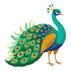 Obraz premium Peacock isolated on white background