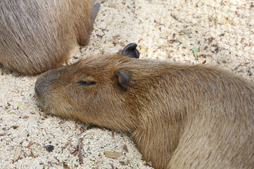 The Capybara giant rat is cute animal in garden
