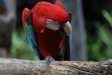 Close up head the red macaw parrot bird in garden