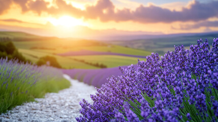 Obraz premium Lavender field at sunset, showcasing vibrant colors and an idyllic rural landscape filled with natural beauty and tranquility.
