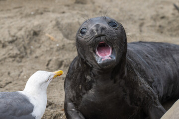 baby elephant seal with gull