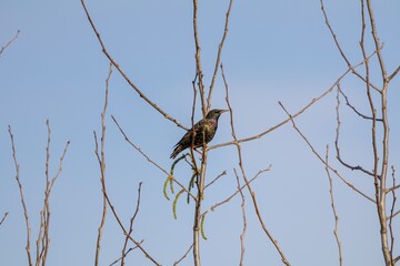 Etourneau sansonnet sur une branche