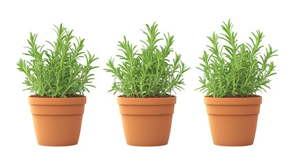 Pack of Tarragon Plant in Pot Set Against Transparent Background for Botanical or Gardening Projects