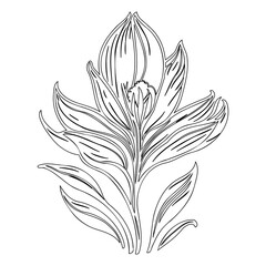 Elegant botanical line art illustration showcasing a stylized floral composition