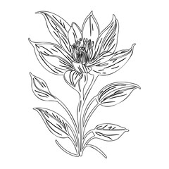 Elegant floral outline: Detailed botanical drawing with graceful petals and stems