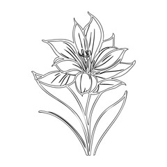 Elegant lily flower outline illustration for coloring book or artistic sketch