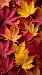 Fototapeta premium Pile of colorful autumn leaves, rich textures, macro, season, colorful