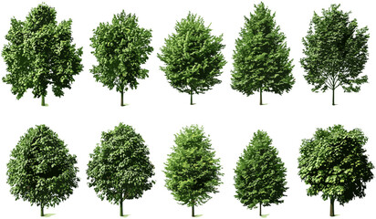 Fototapeta premium Jungle trees collection, vector tree set for landscaping, greenery jungle trees shapes, outdoor tree design for landscaping, tropical jungle tree set, garden design elements