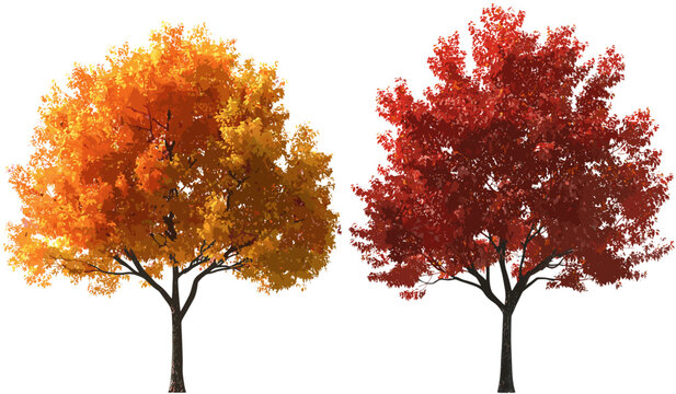Isolate autumn trees with red orange leaves, fall nature background, environmental seasonal landscape, colorful forest, autumn foliage, red leaves, outdoor scene, vibrant autum