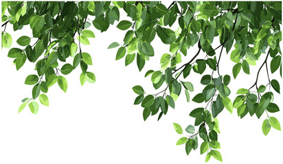 Isolated greenery tree branch leafs, lush green leaves, tropical plant leaves foreground, vibrant jungle foliage, nature backdrop, tropical rainforest leaves, lush nature background
