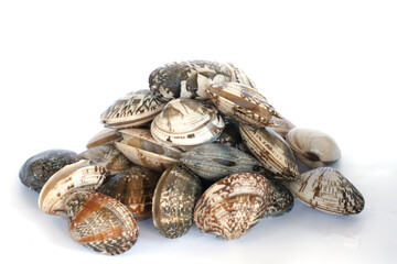 Clams on white background. Seafood.