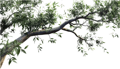 Relax tree branches isolated close-up blur background, nature scene, tranquil forest atmosphere, peaceful environment, calm branches, green leaves, natural serenity