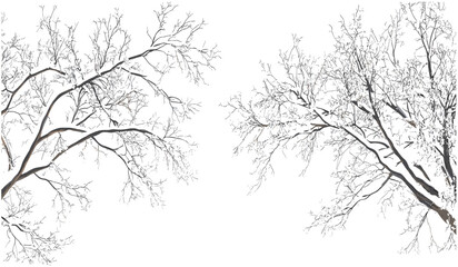 Winter snow-covered trees, isolated snow-covered branches, cold winter weather, frosty trees, snow landscape, winter nature background, snow-covered forest trees