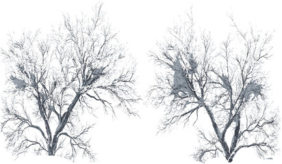 Snow-covered branches winter, isolated winter trees, frosty tree branches, snowy winter weather, winter landscape, snow-covered forest, frozen tree branches