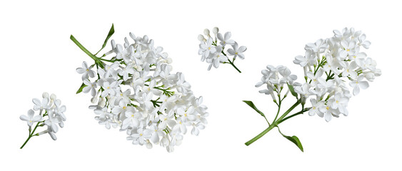 White lilac flowers isolated on white background. Design element for creating designs, postcards, patterns, floral arrangements, wedding cards and invitations