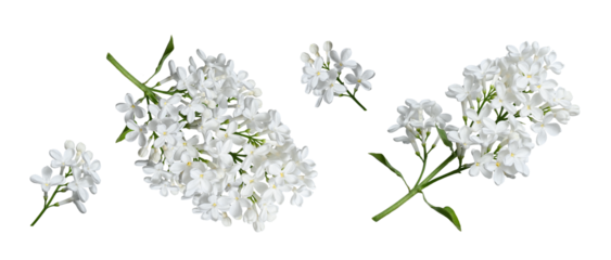 White lilac flowers isolated on white background. Design element for creating designs, postcards, patterns, floral arrangements, wedding cards and invitations