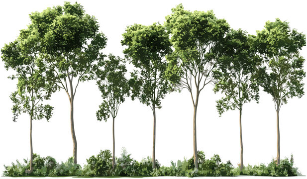 Isolated vector jungle trees set, large white wood tree shapes, tropical large trees, cutout tall trees, jungle forest collection, nature tree silhouettes, eco-friendly design elements