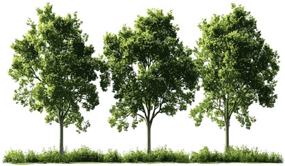 Jungle trees shapes, isolated large woods, tropical forest collection, rain forest growth, dense green trees, nature jungle, tree silhouettes, wild forest growth, tropical trees, jungle nature