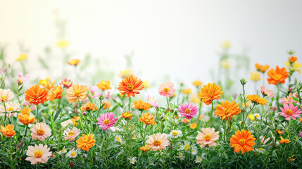 Fototapeta premium A vibrant field of colorful wildflowers blossoms brightly in a beautiful summer meadow showcasing a variety of orange pink and peach hues creating a cheerful and idyllic scene.