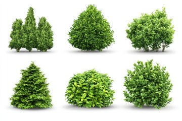 Obraz premium A display of six different green bushes and shrubs isolated on a white background in a studio shot